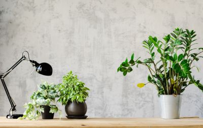 Wallpaper Installation in Kansas City, KS